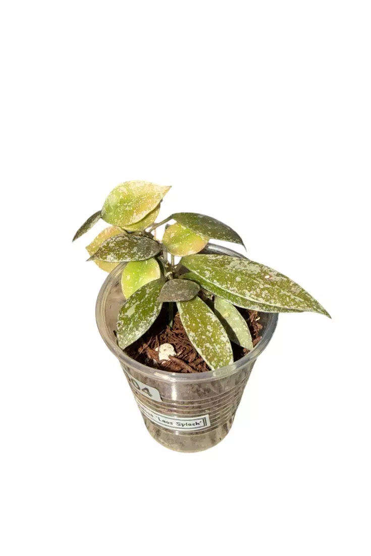 Hoya Lacunosa ‘Laos Splash’ #904 thumbnail