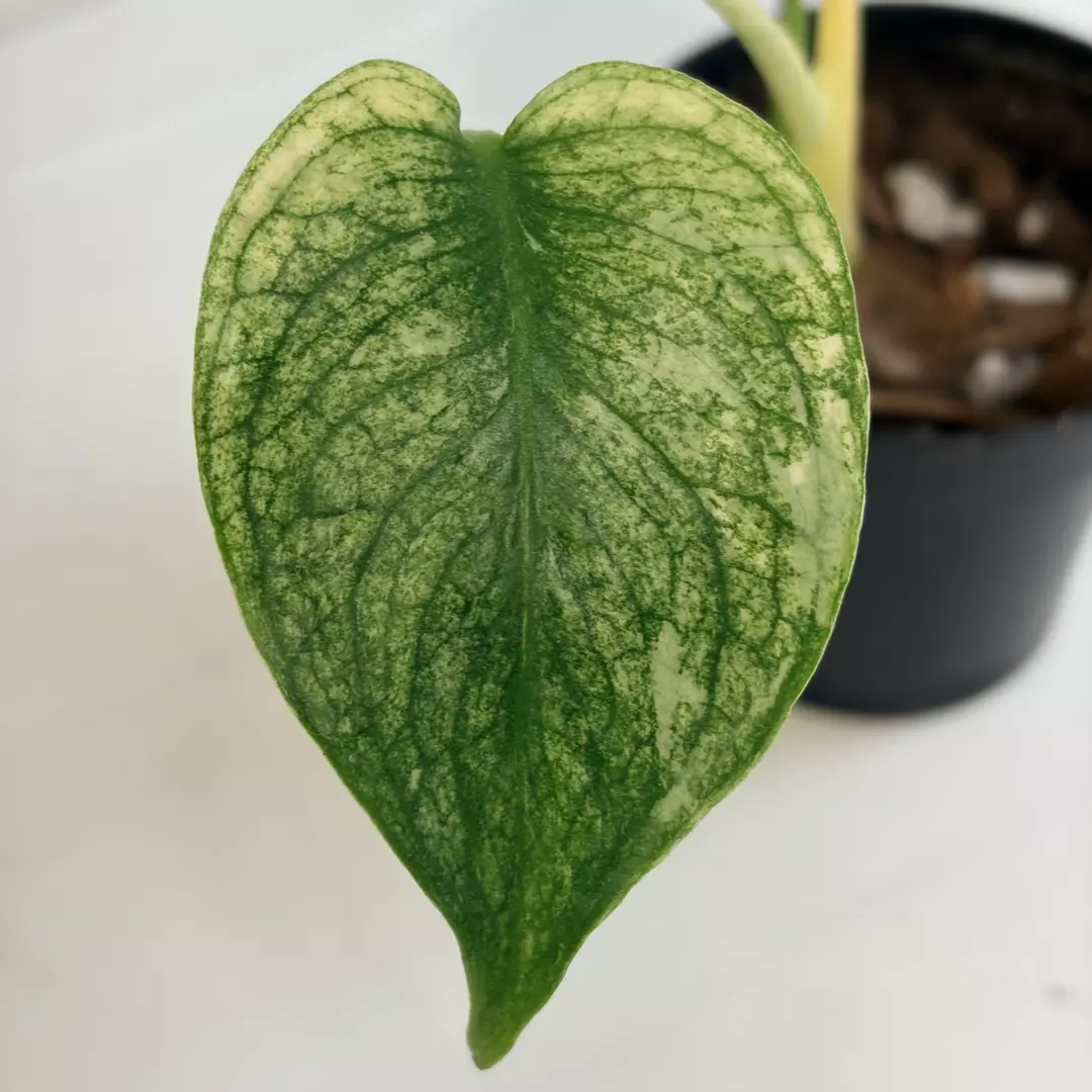 Mint Variegated Monstera thumbnail