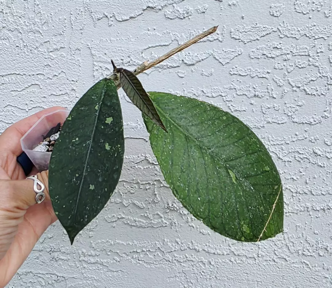 Sp Aceh Brontofolia thumbnail