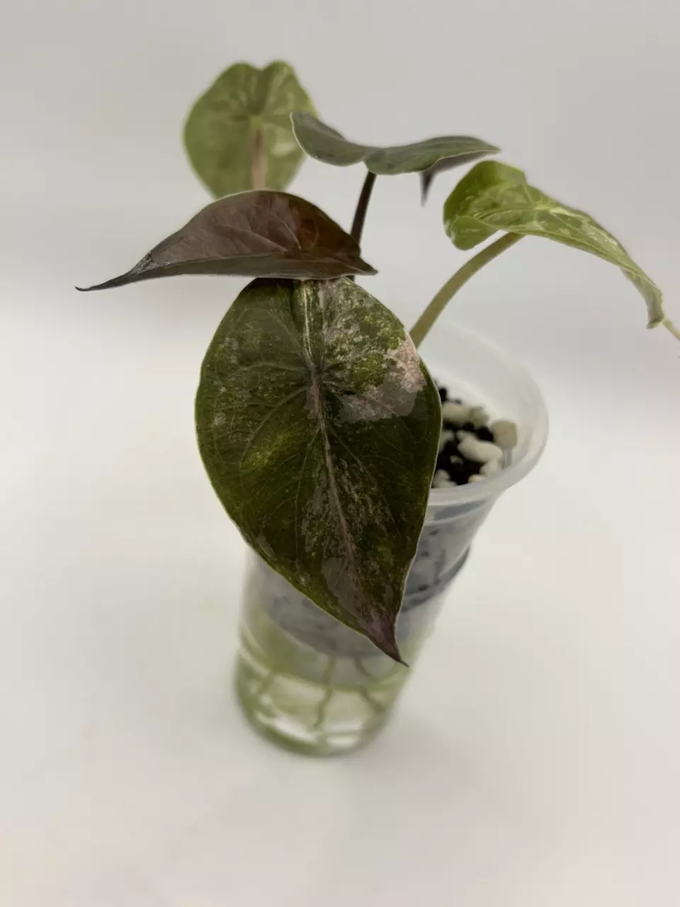 Alocasia Pink Wentii thumbnail
