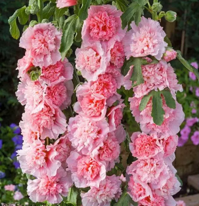 Hollyhock majorette double pink thumbnail
