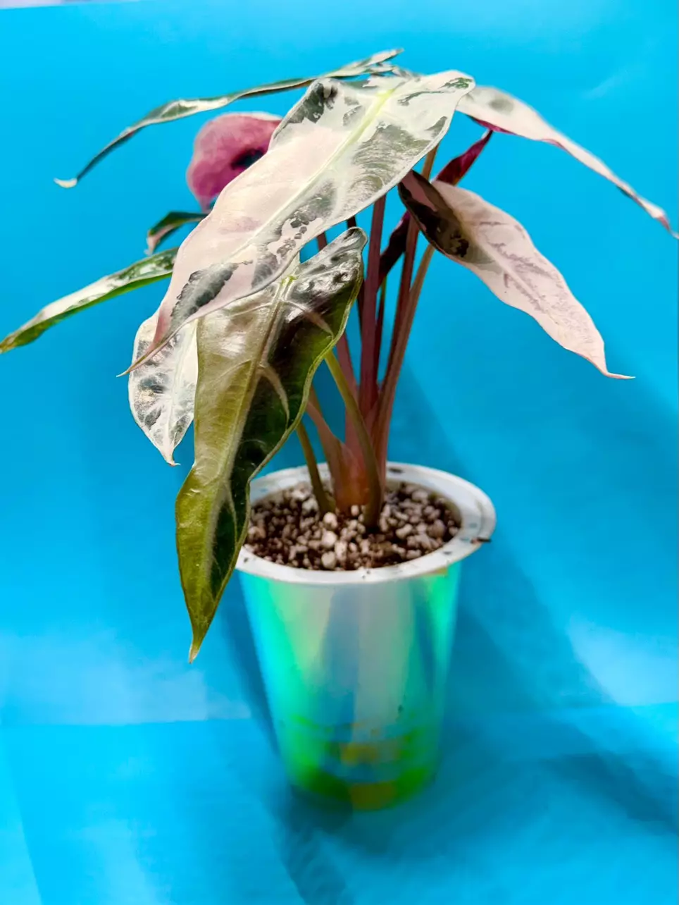 Pink Bambino - gorgeous, huge and corming! thumbnail