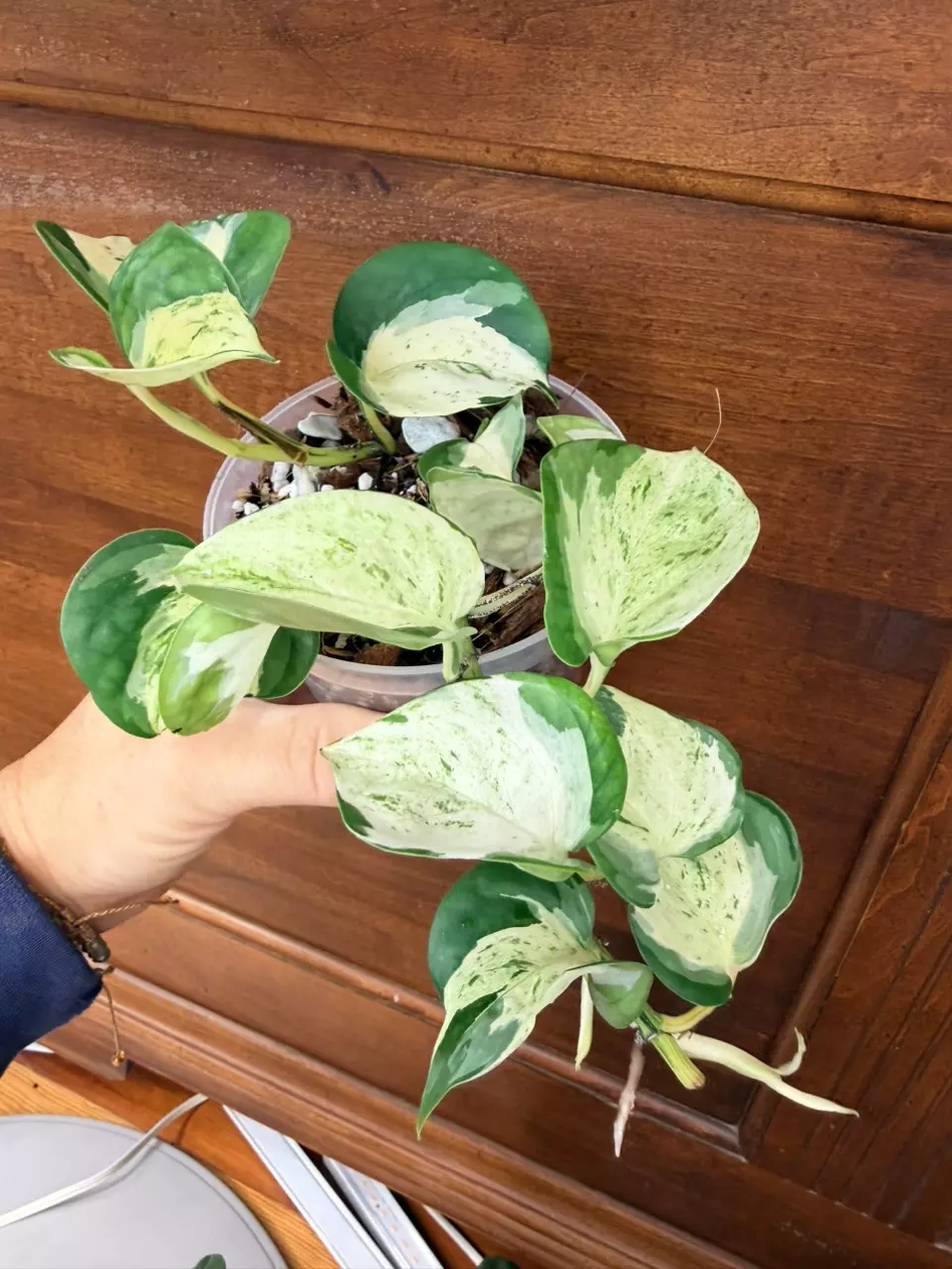 Manjula pothos thumbnail