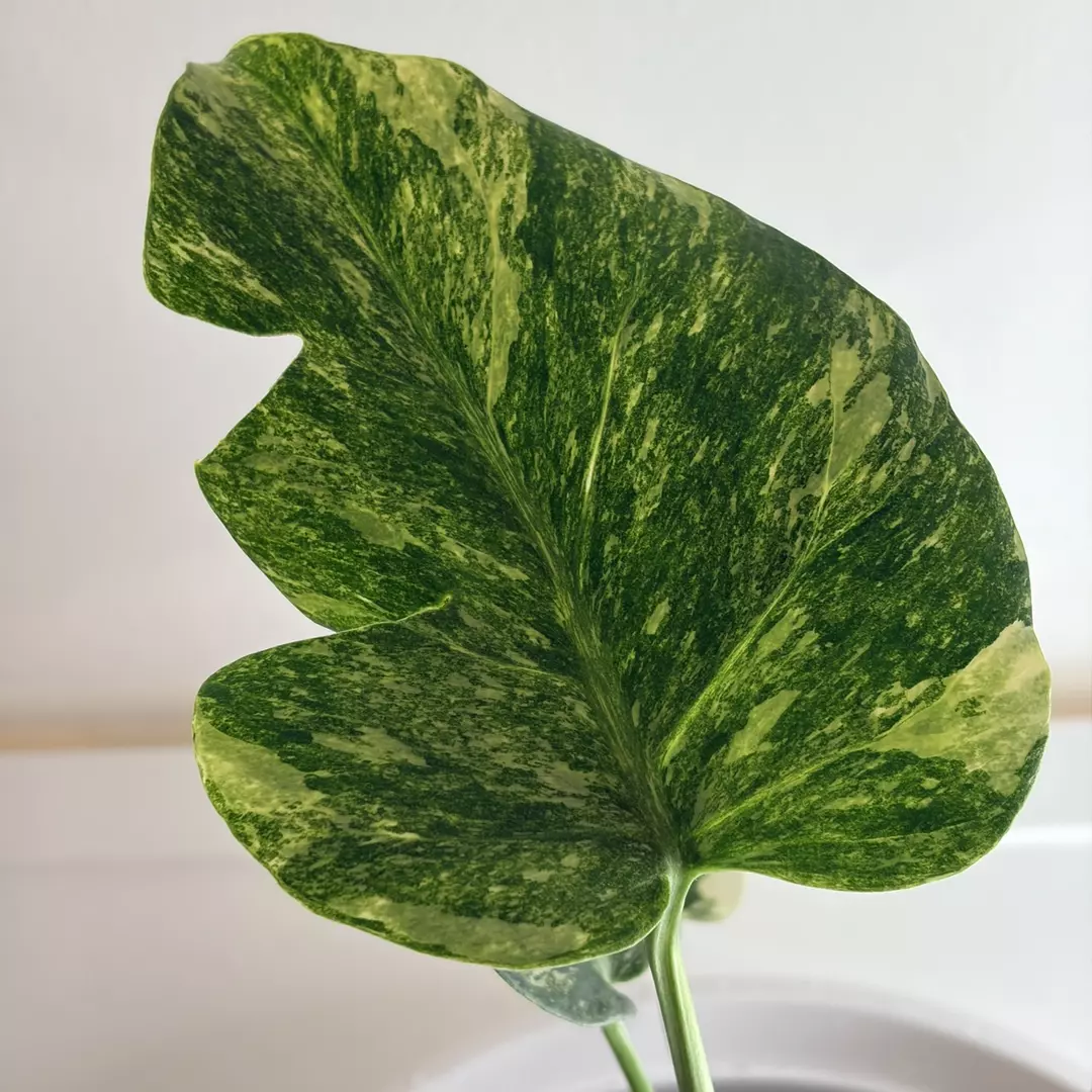 Green Snow Monstera | Minty Marbled Variegation | Extensive Root System thumbnail