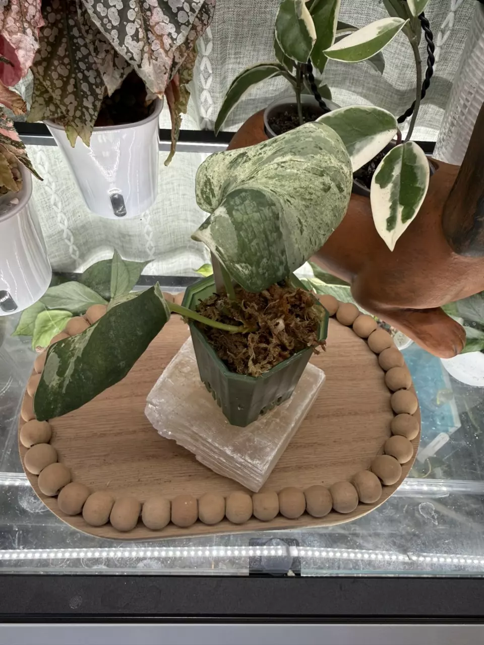 0043 Scindapsus mangurai variegated thumbnail