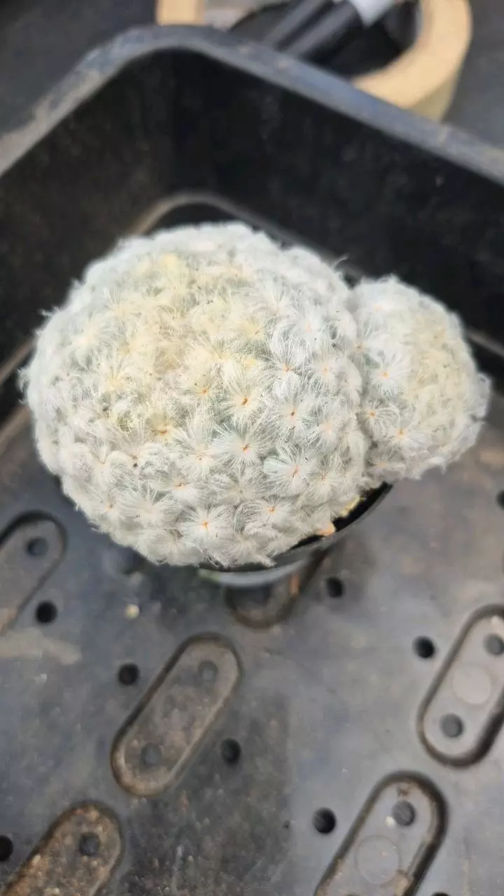 104 Mammilaria plumosa thumbnail