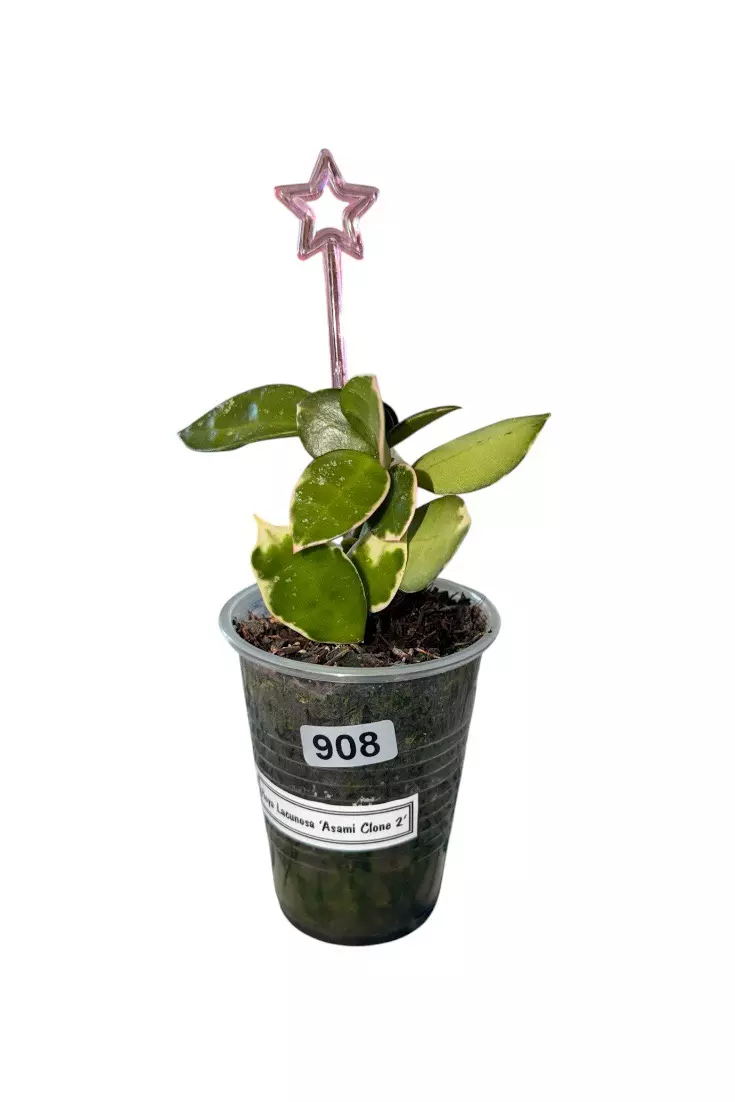 Hoya Lacunosa ‘Asami Clone 2’ #908 thumbnail