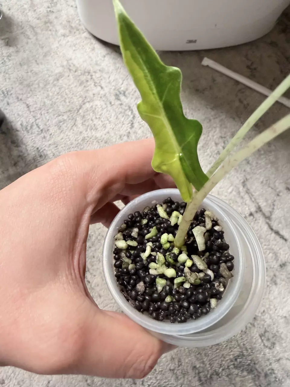 Alocasia Portei Aurea Pup thumbnail
