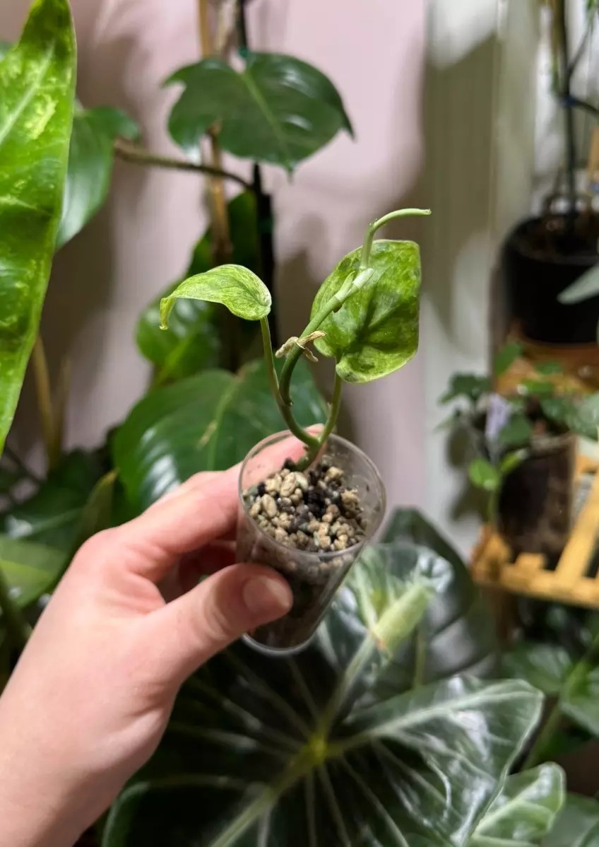 Scindapsus Sade Satin Marble thumbnail