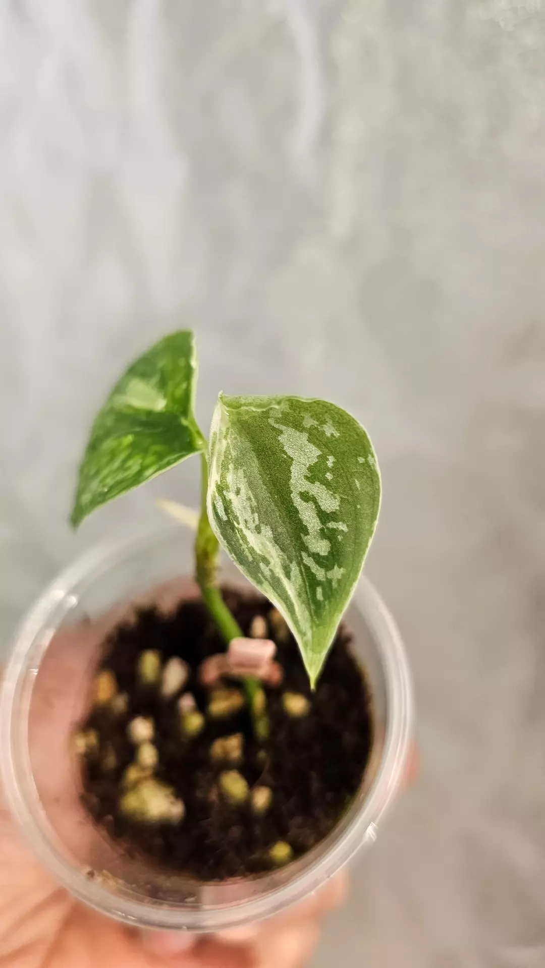 Scindapsus mayari thumbnail