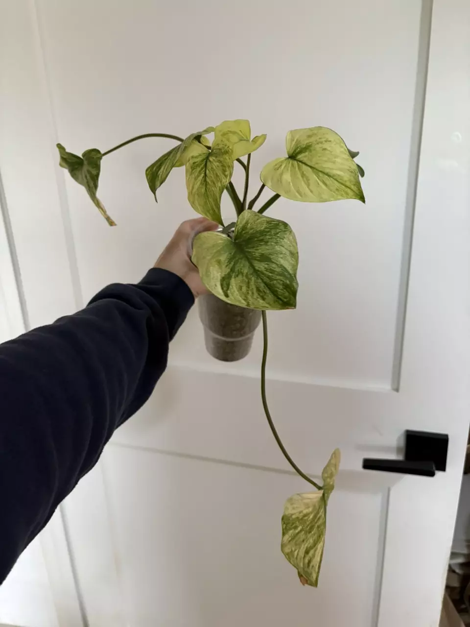 Homalomena mint/peach thumbnail