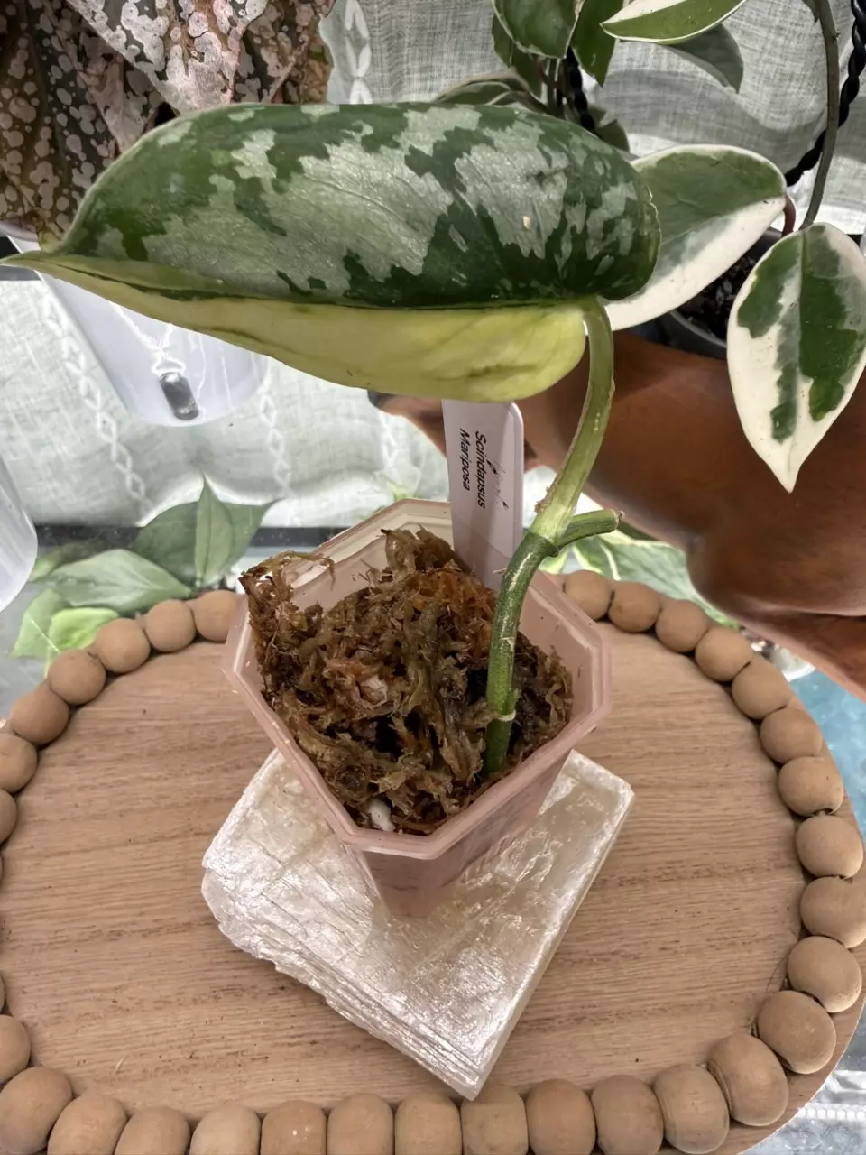 0034 scindapsus mariposa thumbnail
