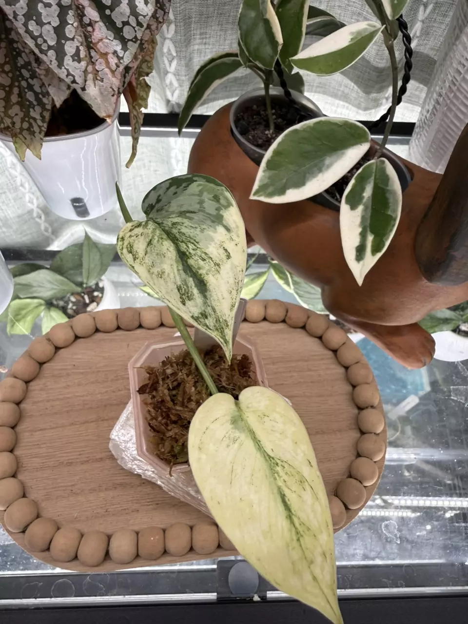 0018 scindapsus mariposa thumbnail