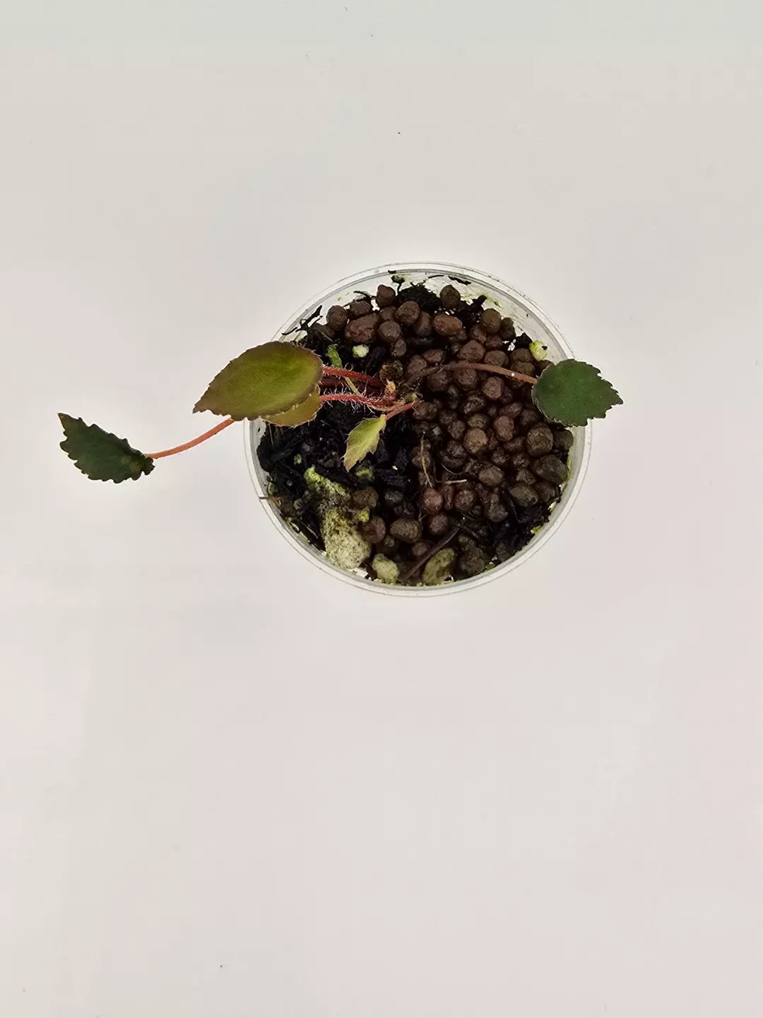 Begonia vankerckhovenii: Dainty terrarium begonia thumbnail
