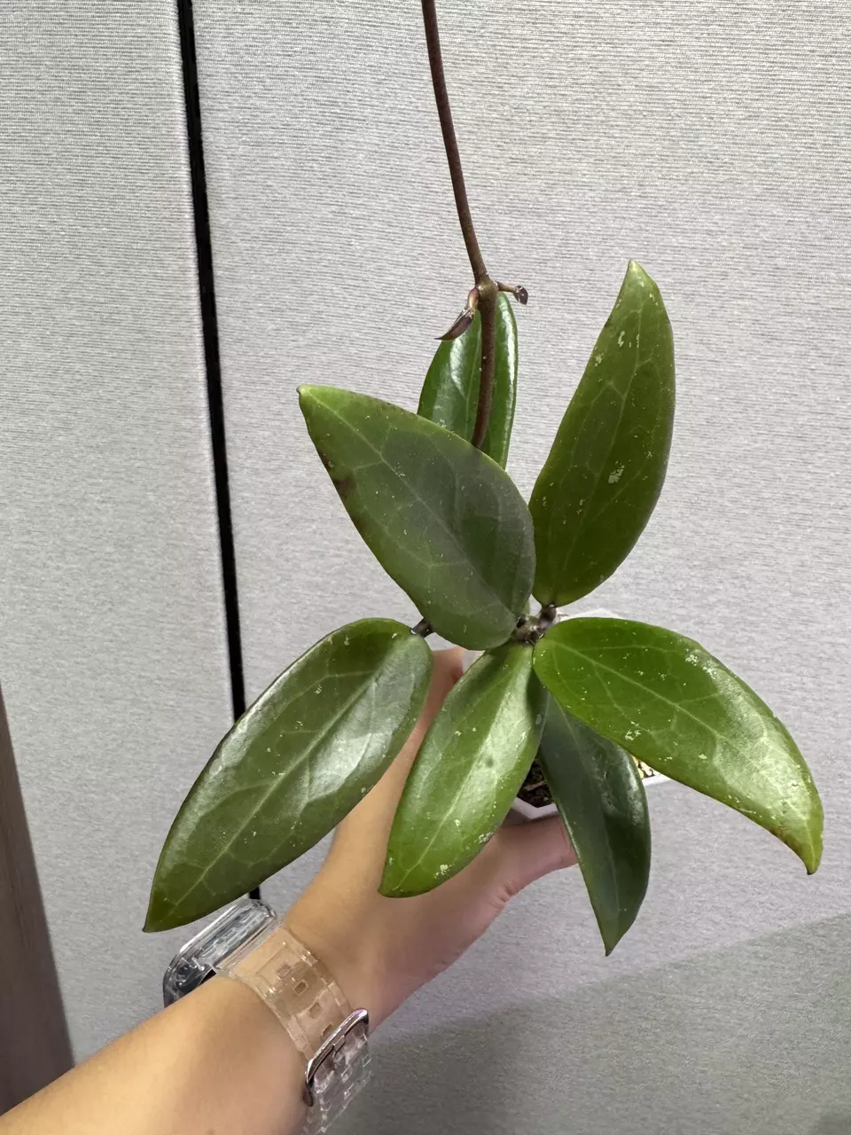 Hoya Hybrid ‘Chase’ (Parasitica 2 Green x Finlay NoID) thumbnail