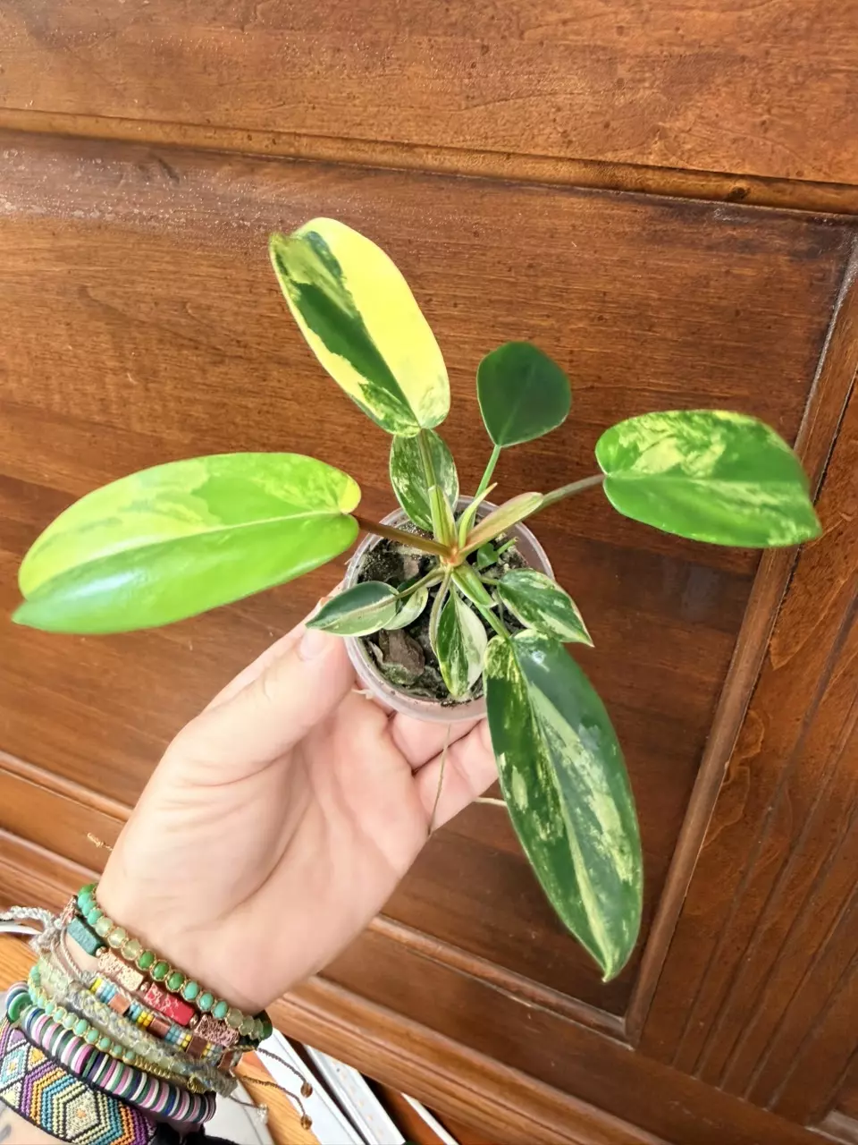 Philodendron Florida Beauty #321 thumbnail