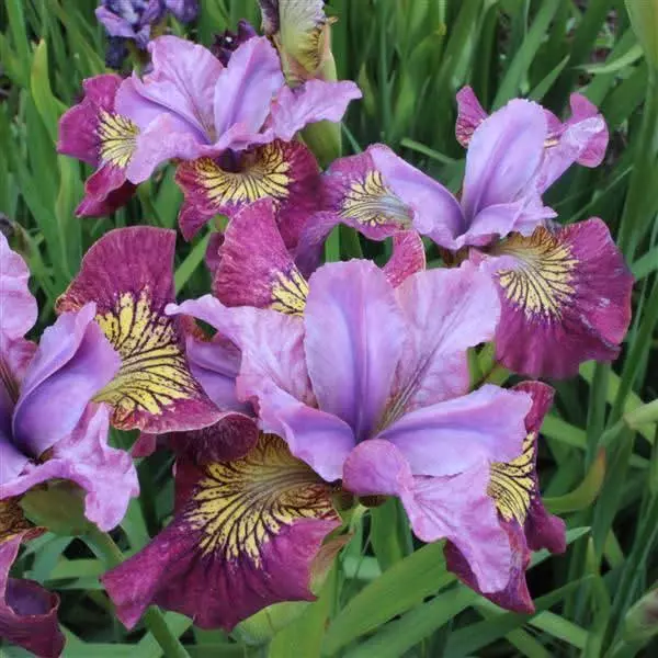 Siberian iris miss apple thumbnail