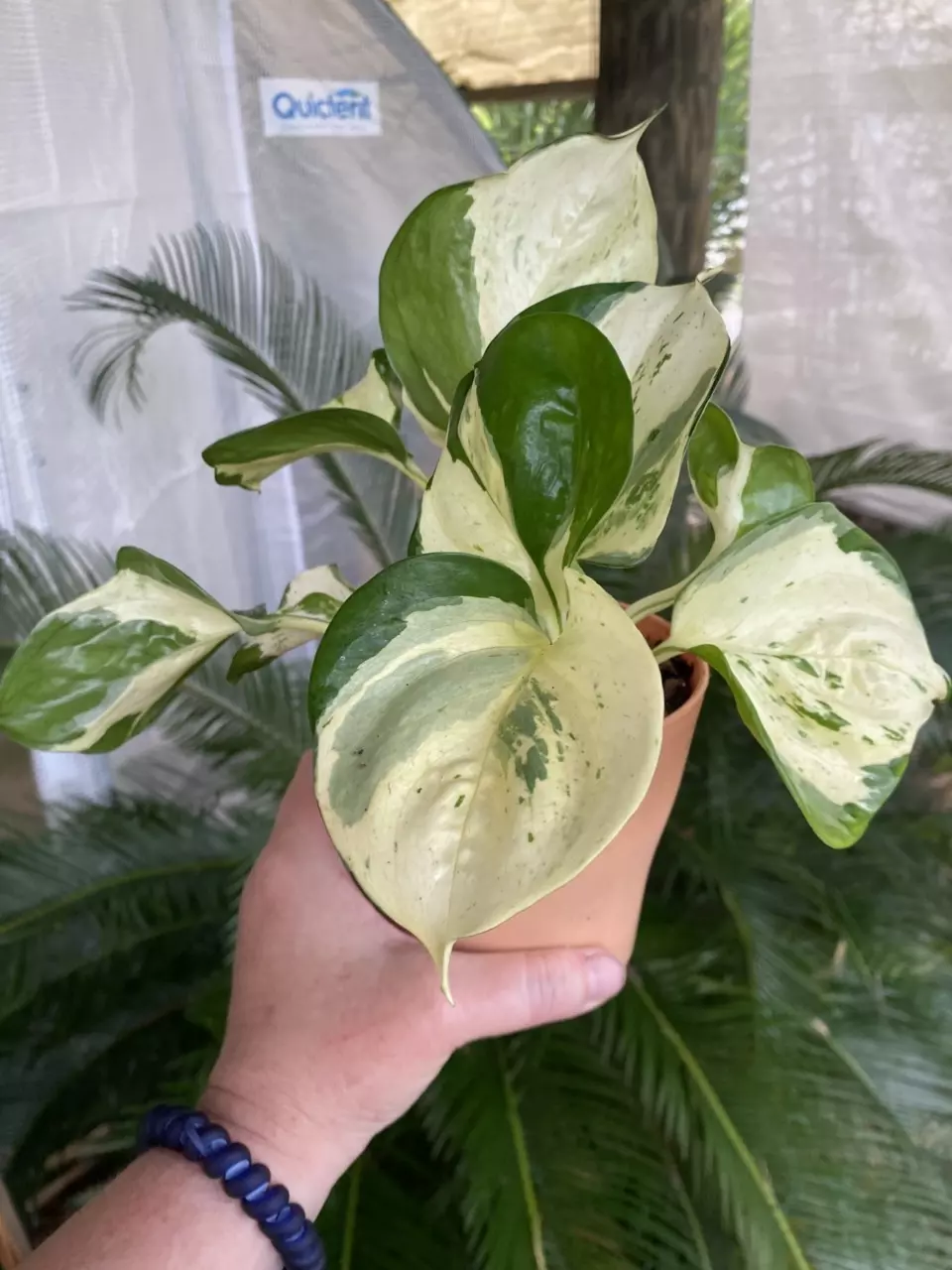 Manjula Pothos thumbnail