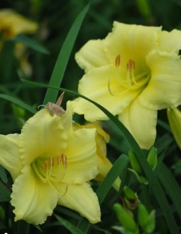 Daylily fragrant treasure thumbnail