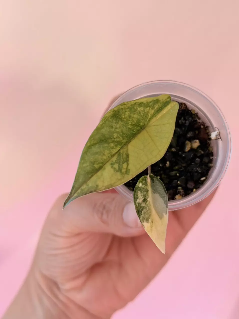 Alocasia Metallic Blue Aurea Pup! 🤩Beautiful variegation thumbnail
