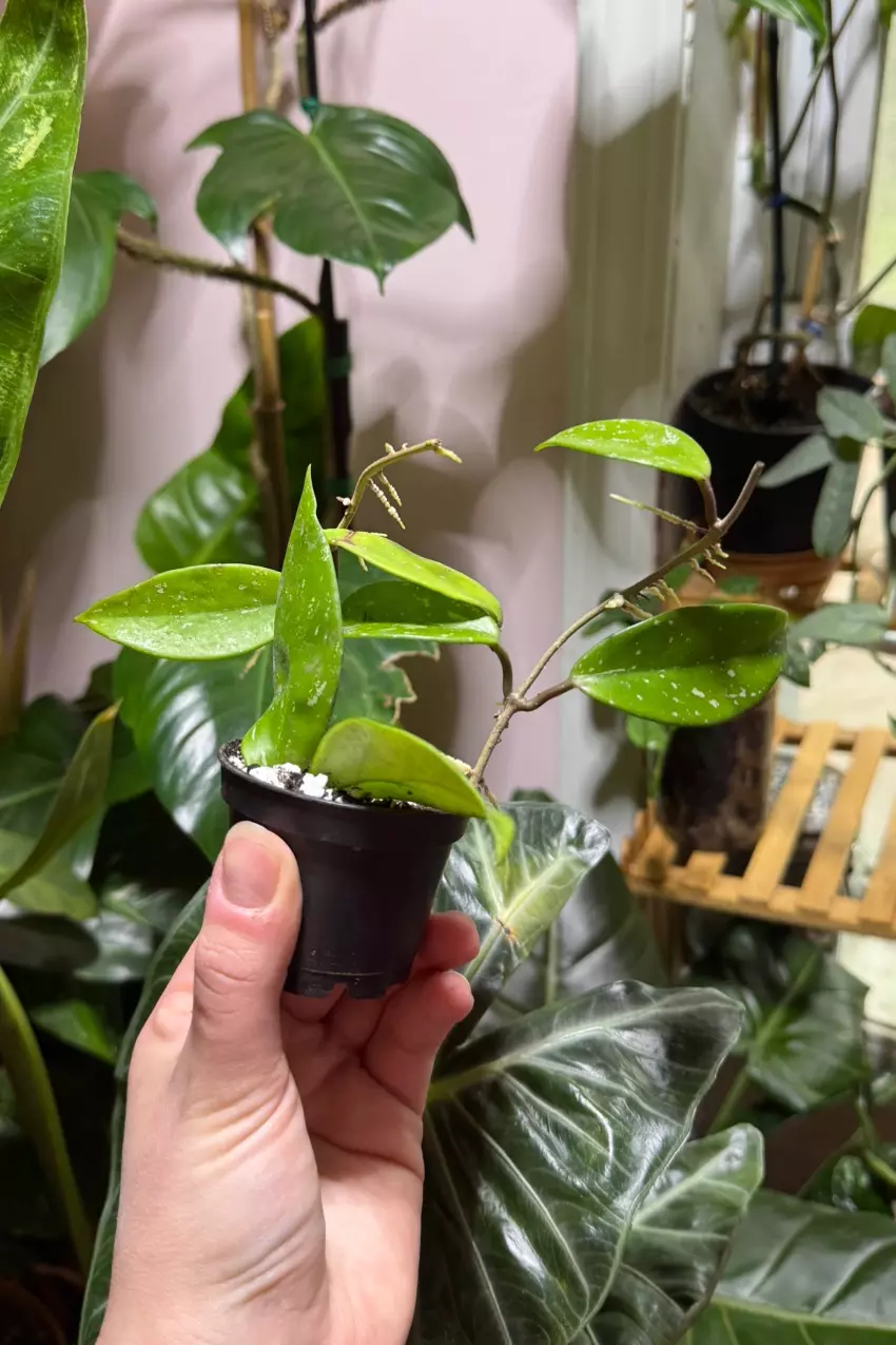 Hoya Pubicalyx Splash thumbnail