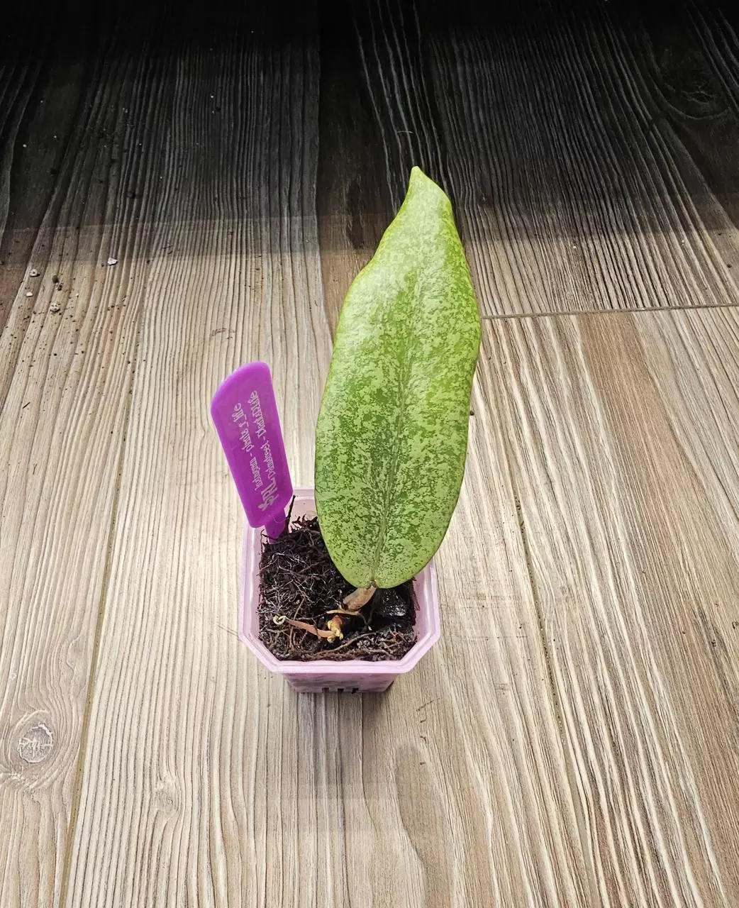 Hoya Jita Silver thumbnail
