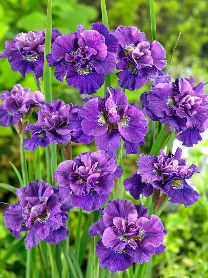 Siberian iris Concord crush thumbnail