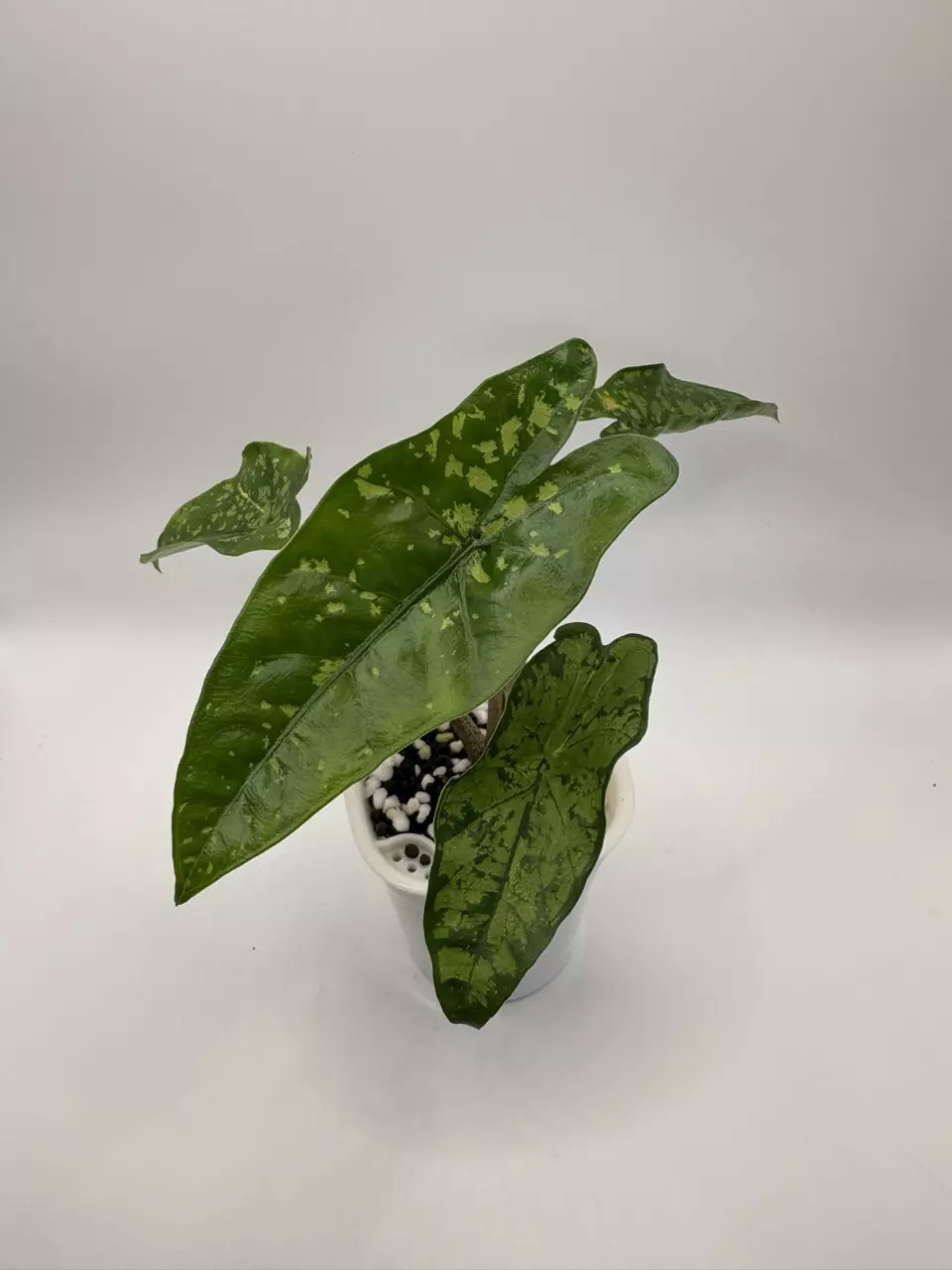 Alocasia Shattered Glass thumbnail