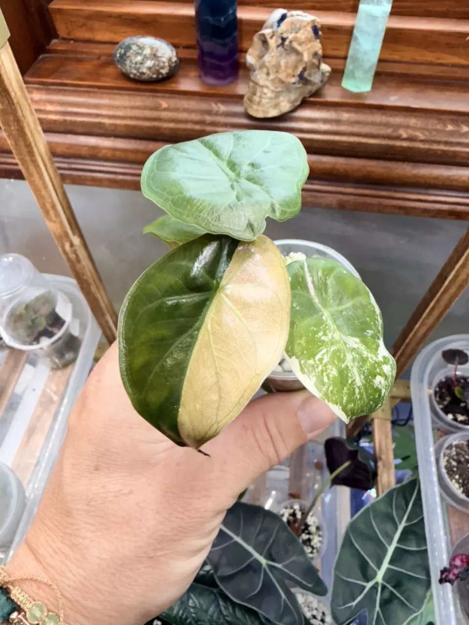 Alocasia Wentii Pink/Albo #320 thumbnail