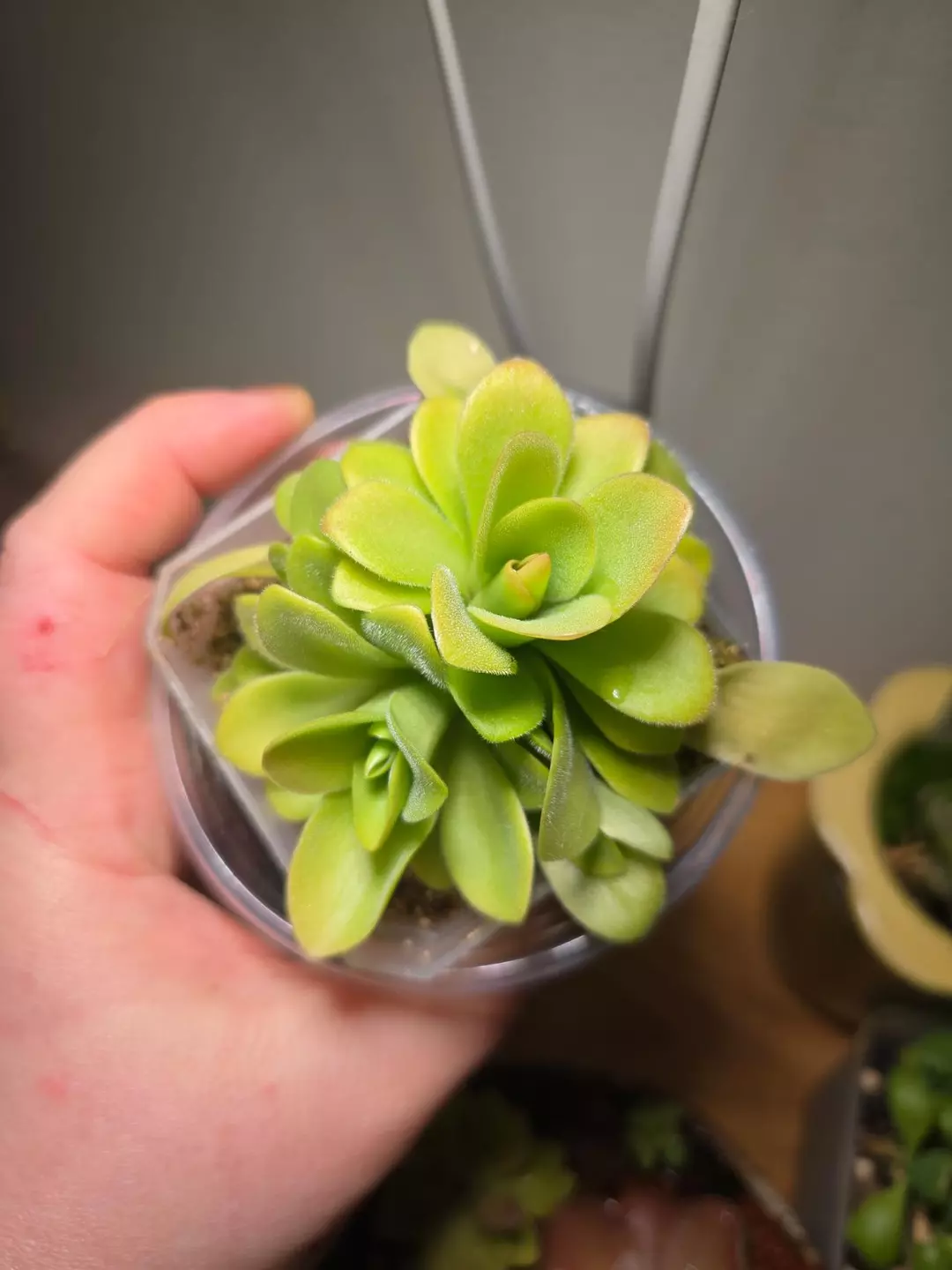 Pinguicula Bugbane, multi-headed thumbnail