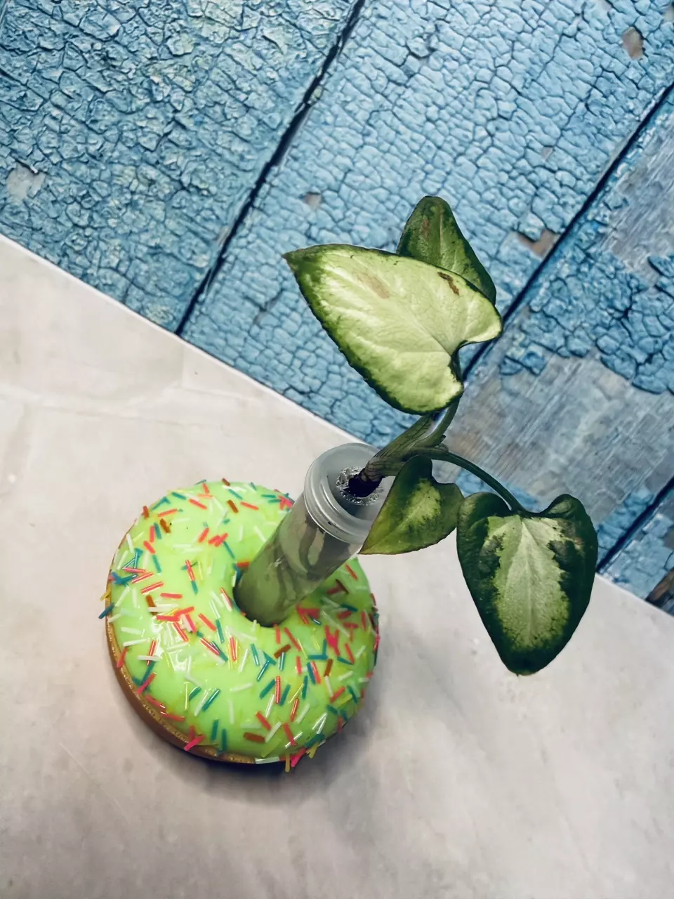 Syngonium NOID thumbnail