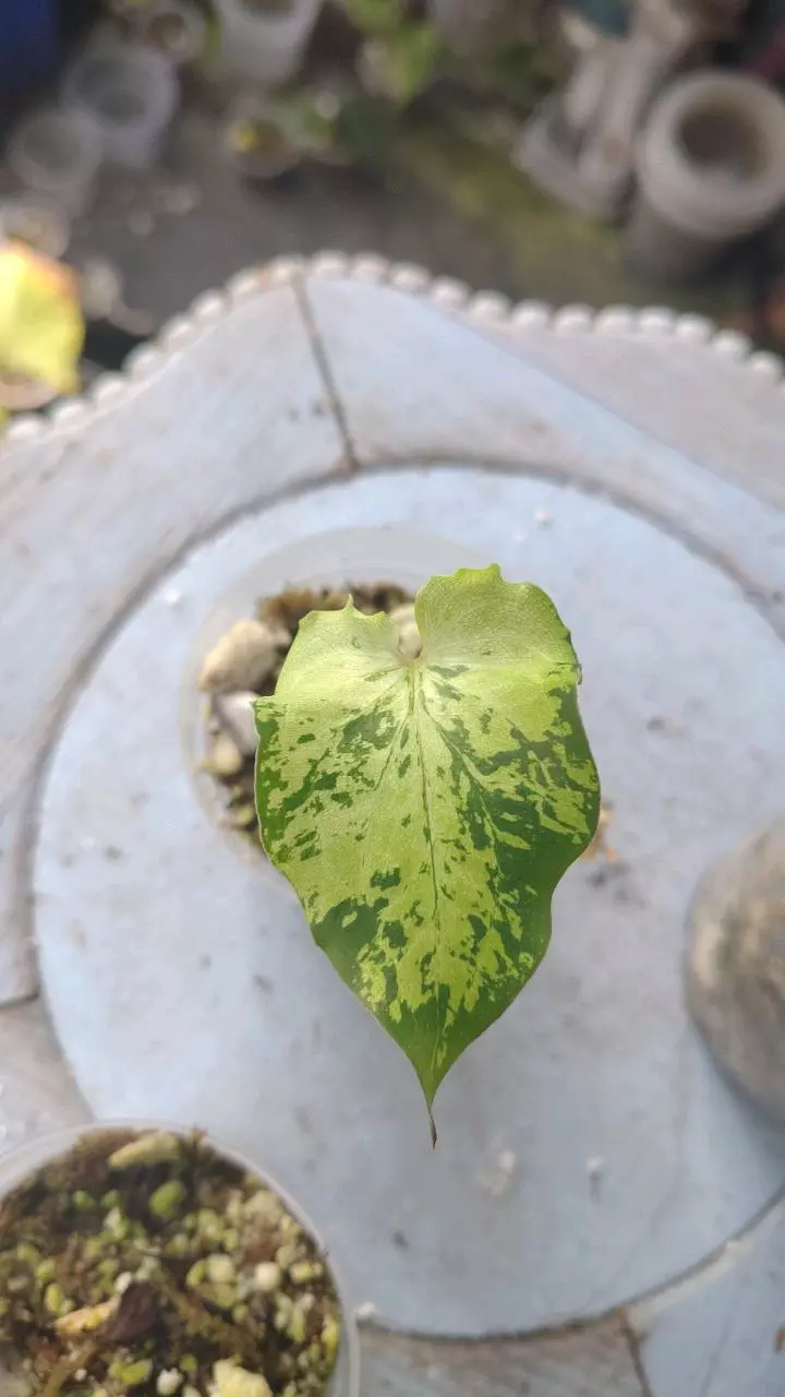 Rare unknown. Possibly caladium. thumbnail