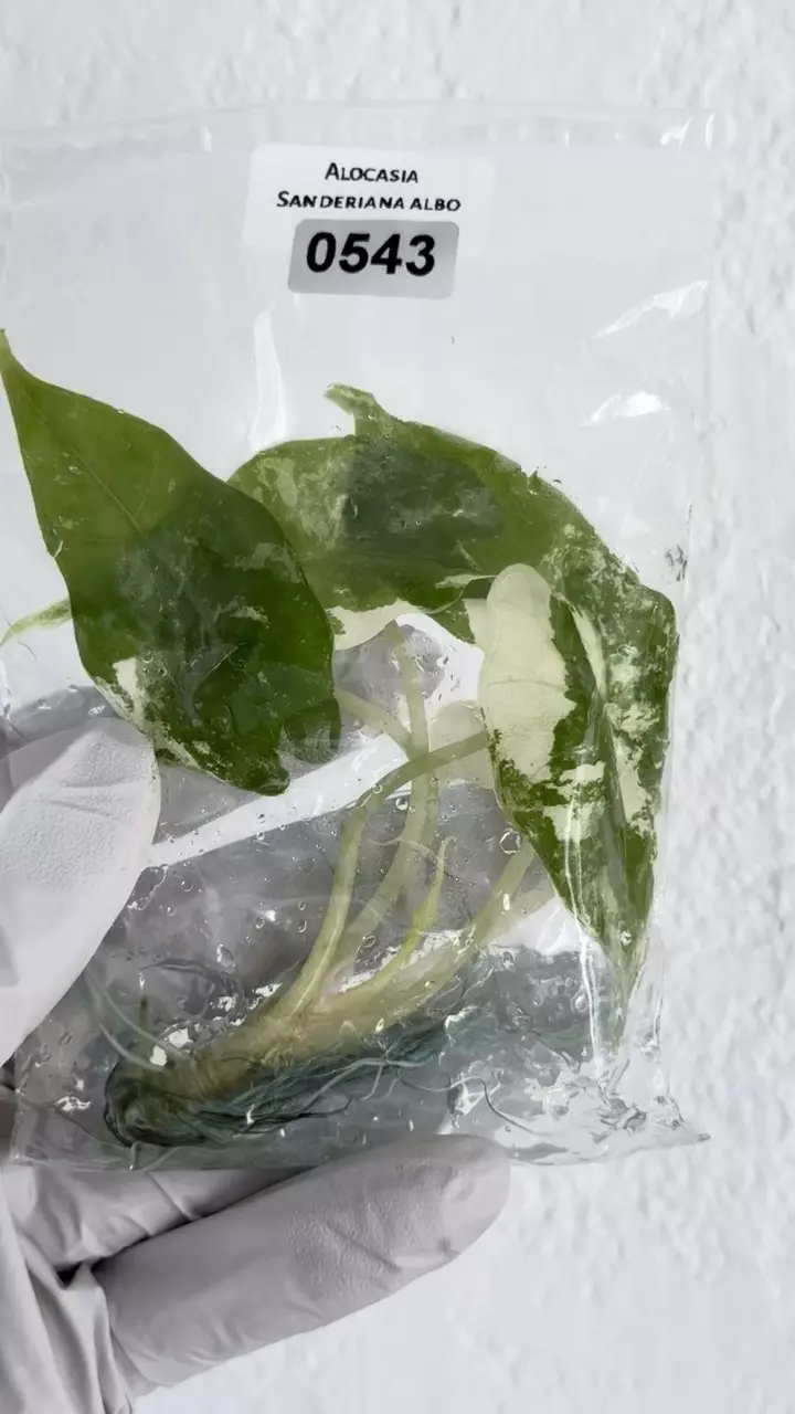 Alocasia Sanderiana albo var #543 thumbnail