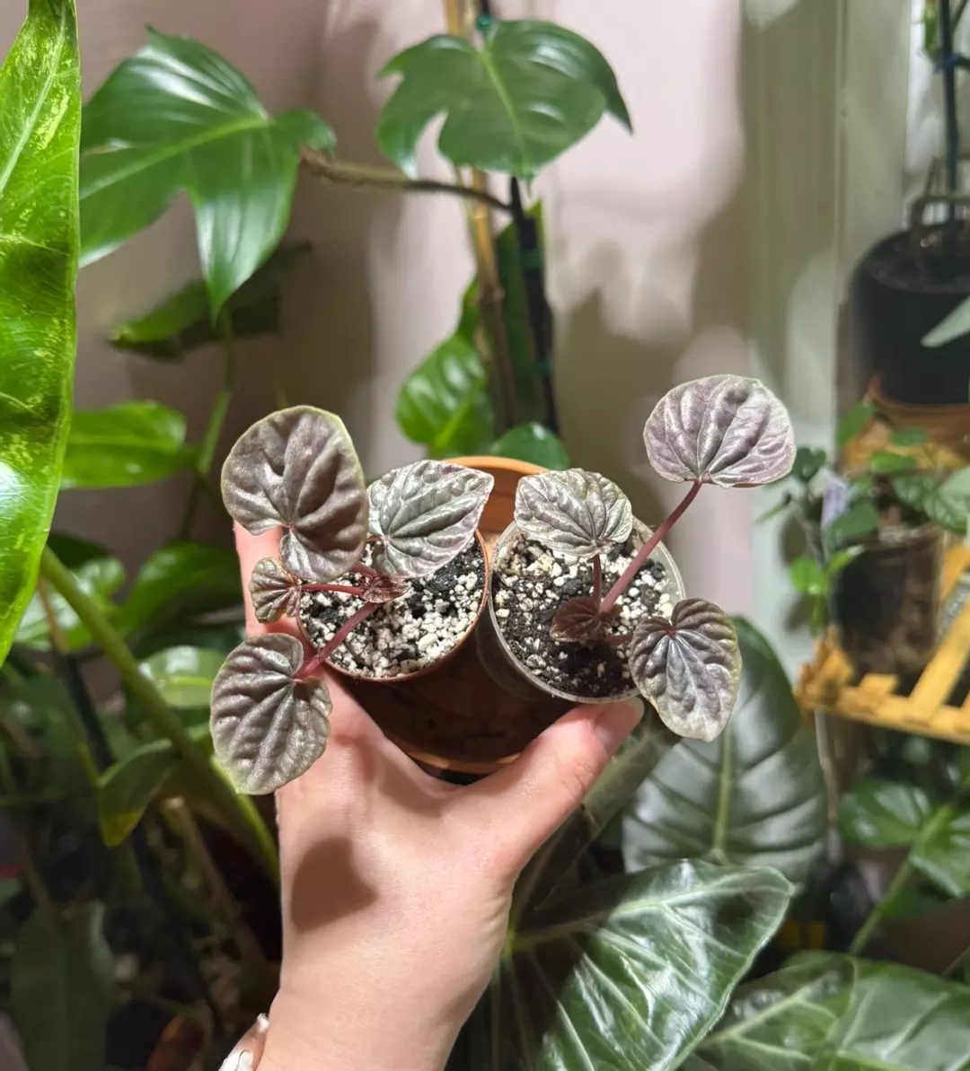 Peperomia ‘Red Luna’ thumbnail
