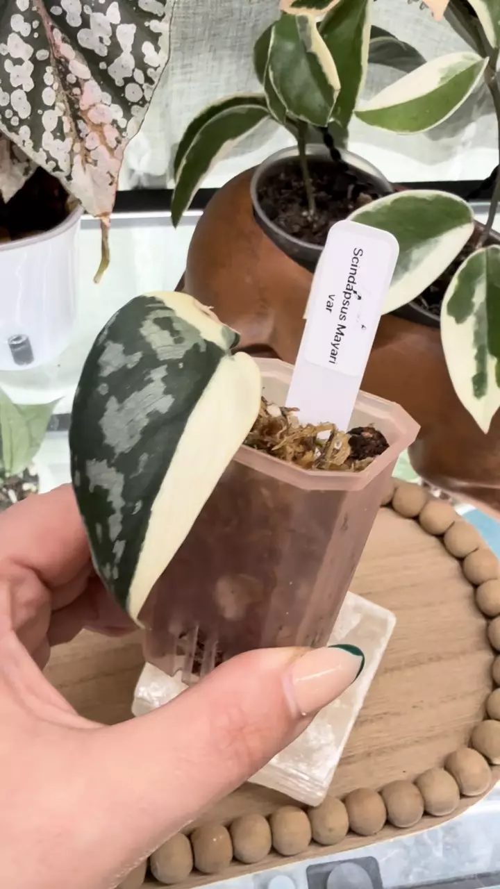 0011 Scindapsus mayari var thumbnail