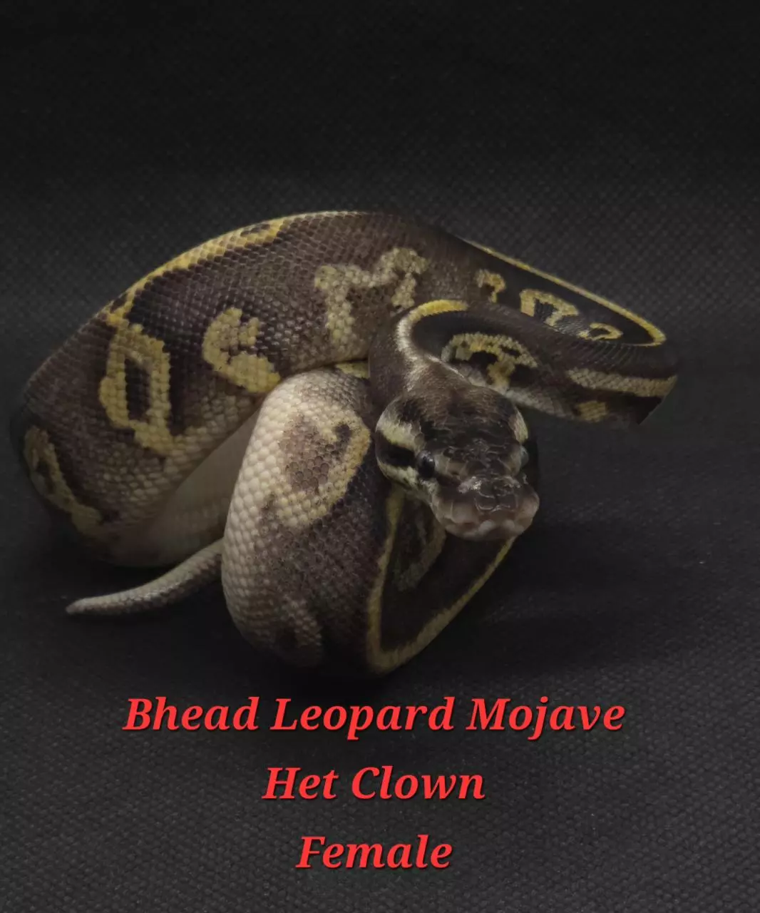 Beautiful BP Baby girl thumbnail
