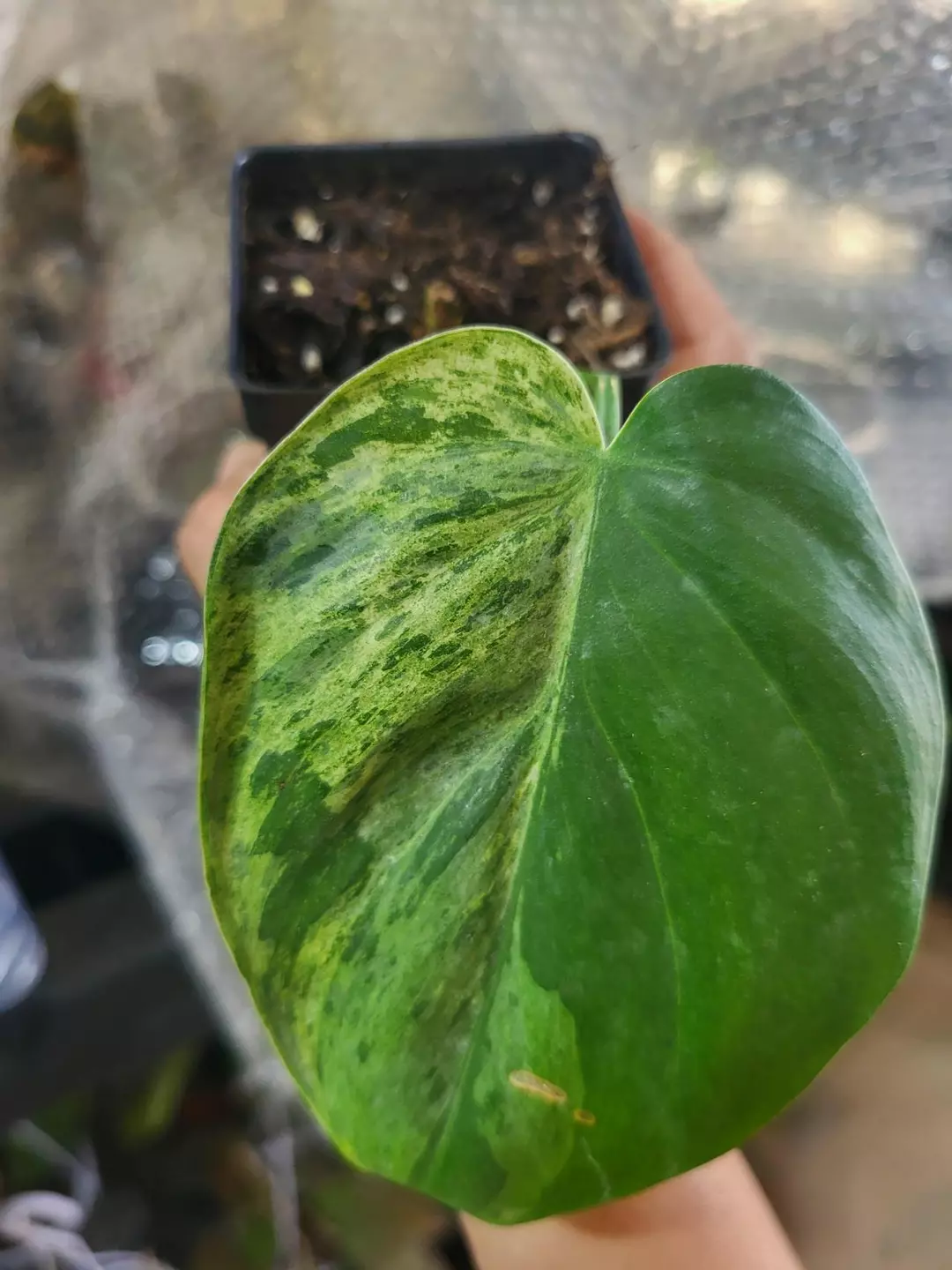 Philodendron  heartleaf variegated (rooted) thumbnail