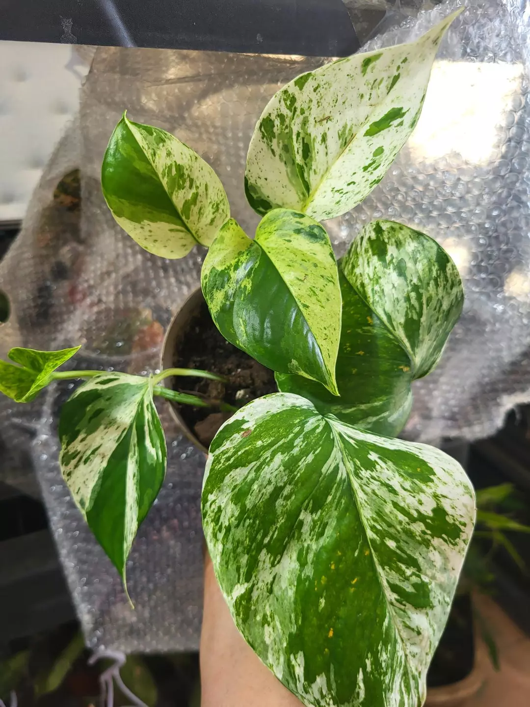 Marble pothos 5" thumbnail