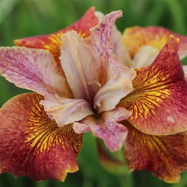 Siberian iris Paprikash thumbnail