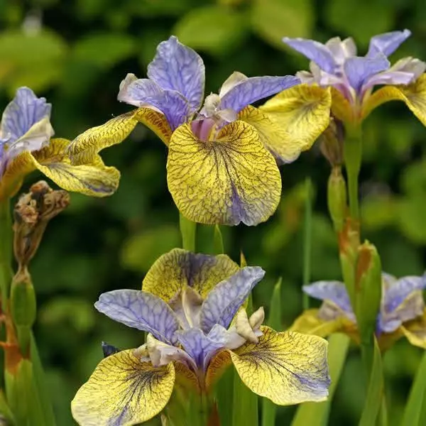 Siberian iris peacock tipped in blue thumbnail