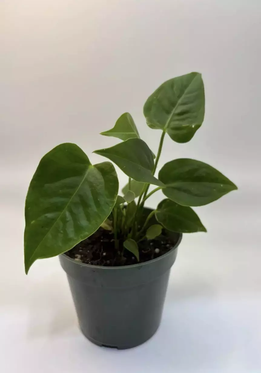 Anthurium veitchii king 4in pot thumbnail