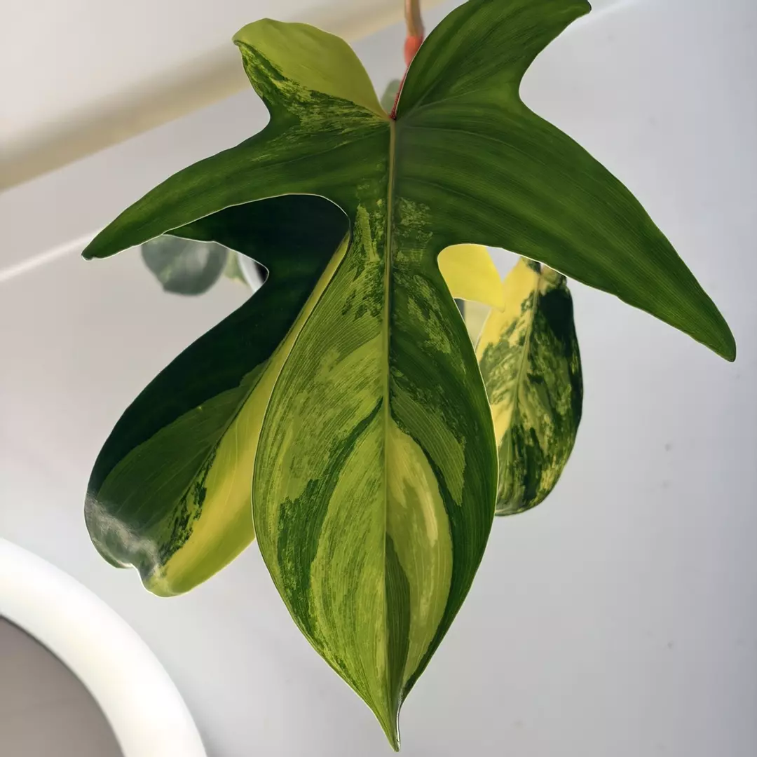 🌿 Philodendron Florida Beauty Variegated 🌿 thumbnail