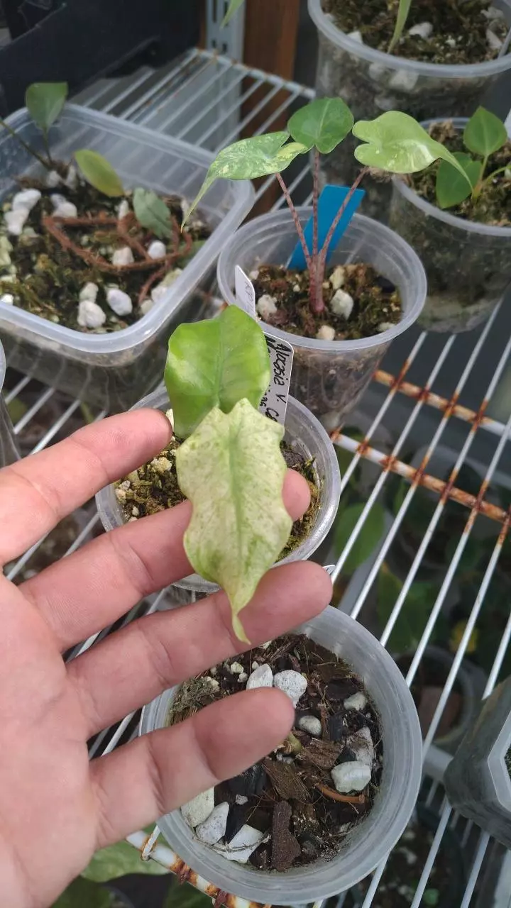 Alocasia macrorhizos camo thumbnail