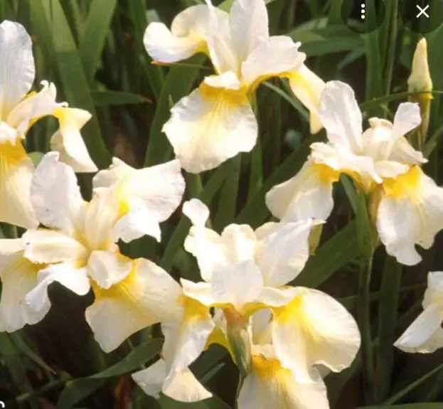 Siberian iris butter and sugar thumbnail