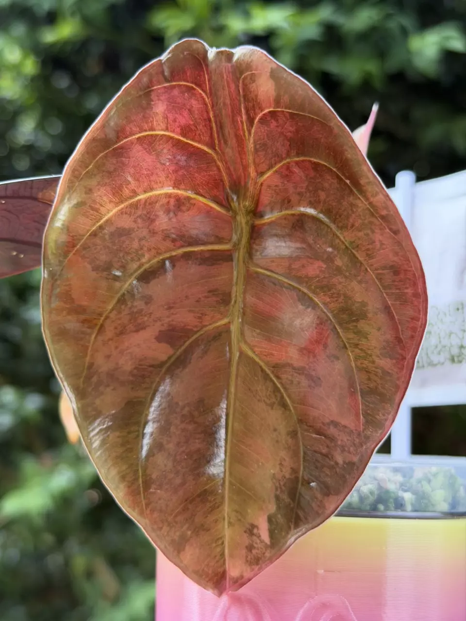 Alocasia Cuprea Gold Latte! ☕️ 💛🤎💚 thumbnail