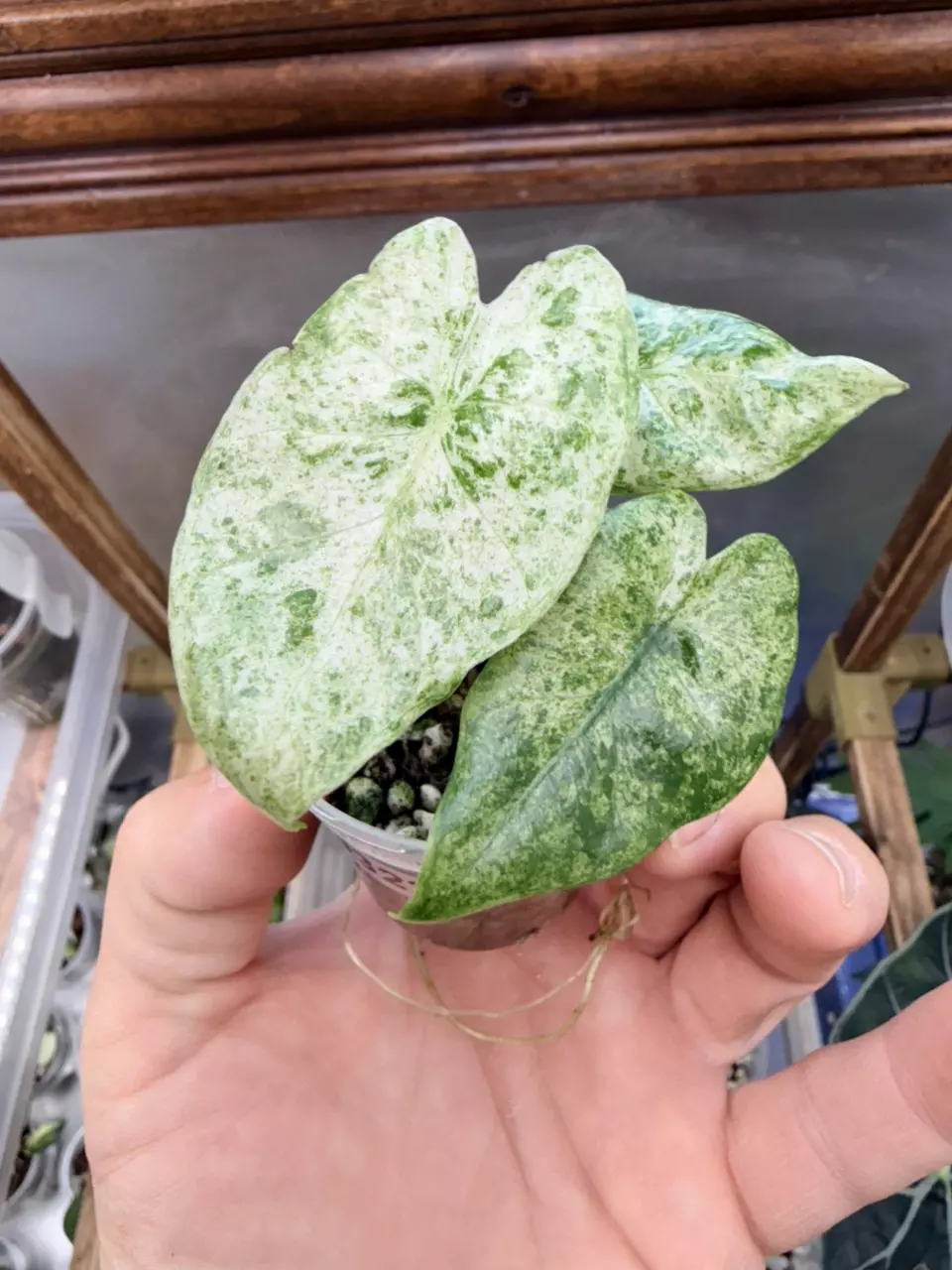 Alocasia Odora Batik #322 thumbnail