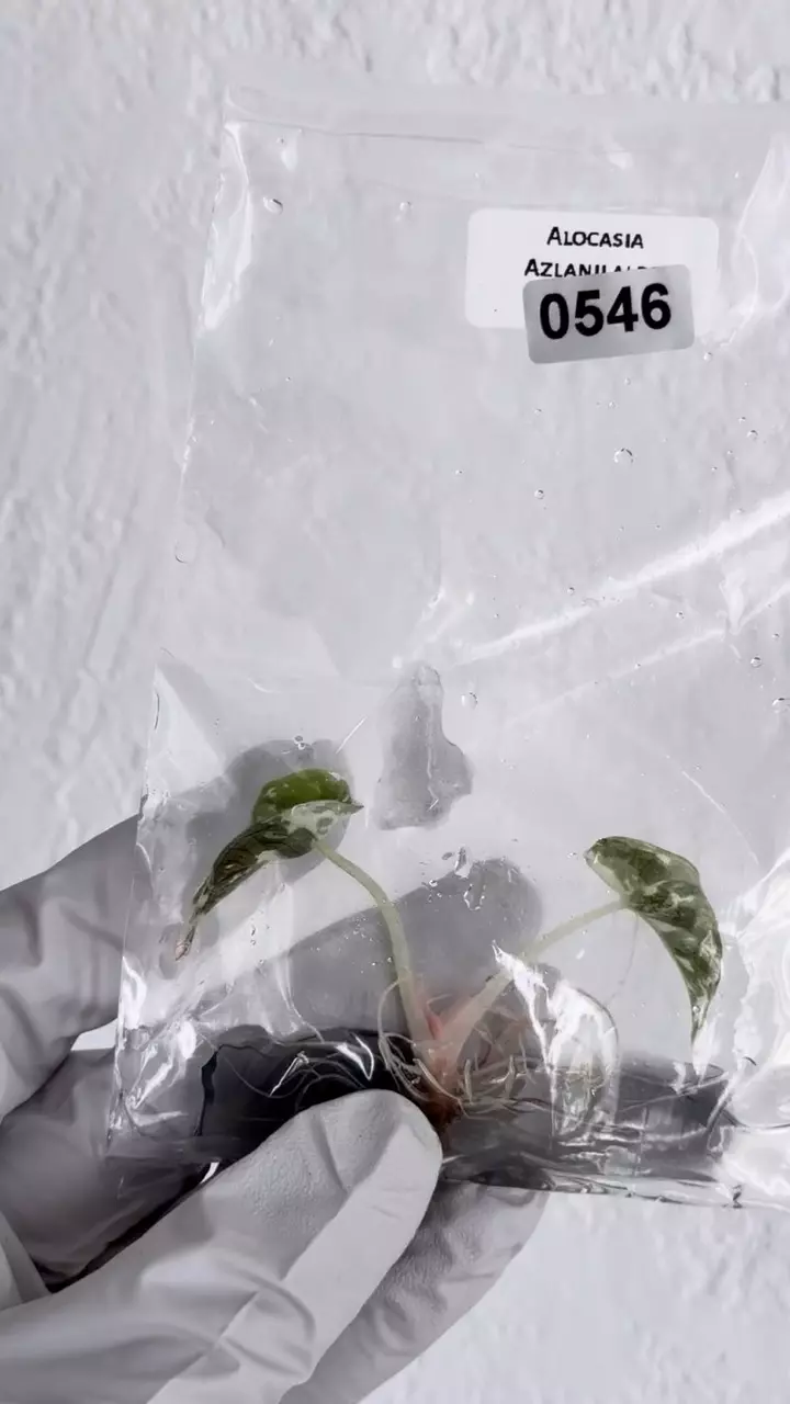 Alocasia Azlanii albo pink #546 thumbnail