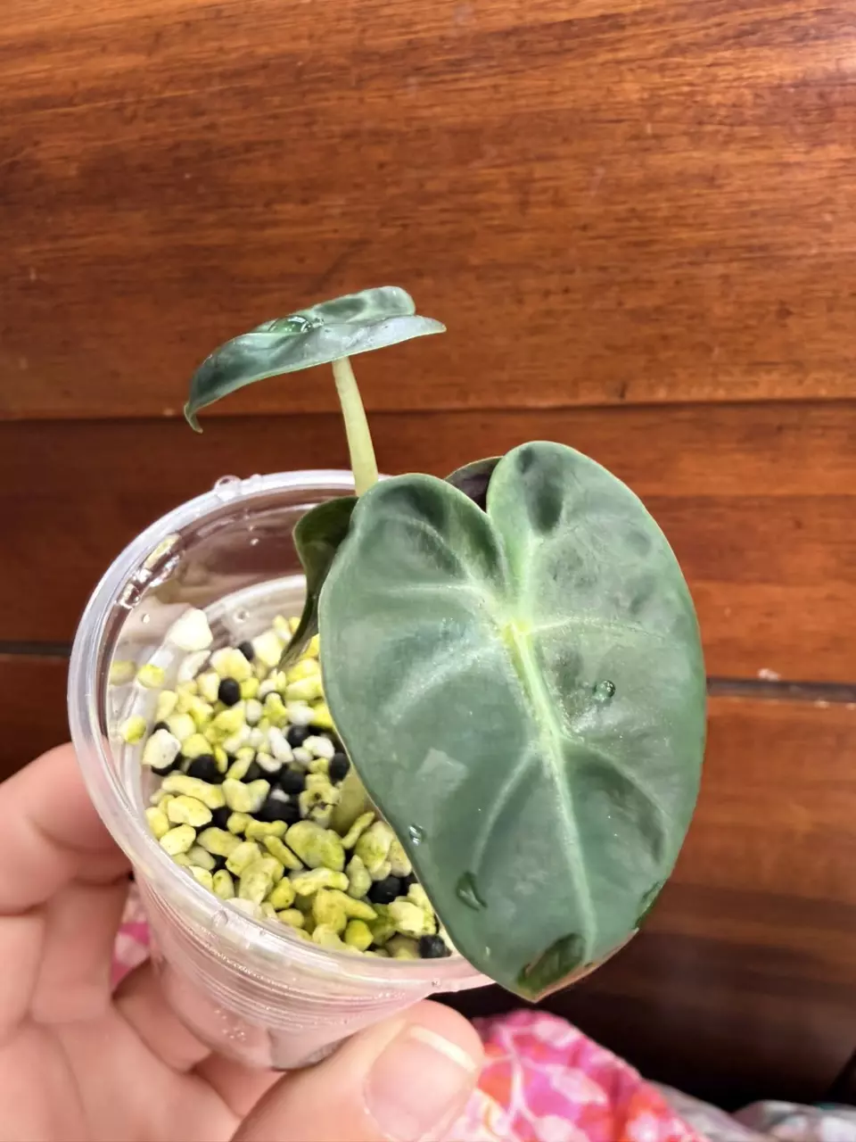 Alocasia Balloon Heart from Pink Mama thumbnail