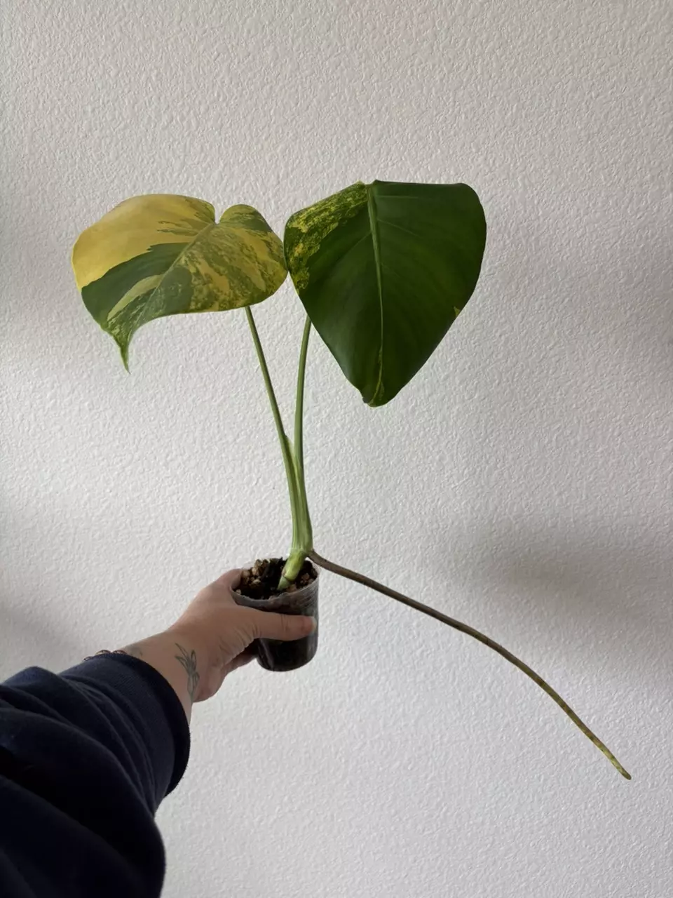 Monstera Marilyn thumbnail