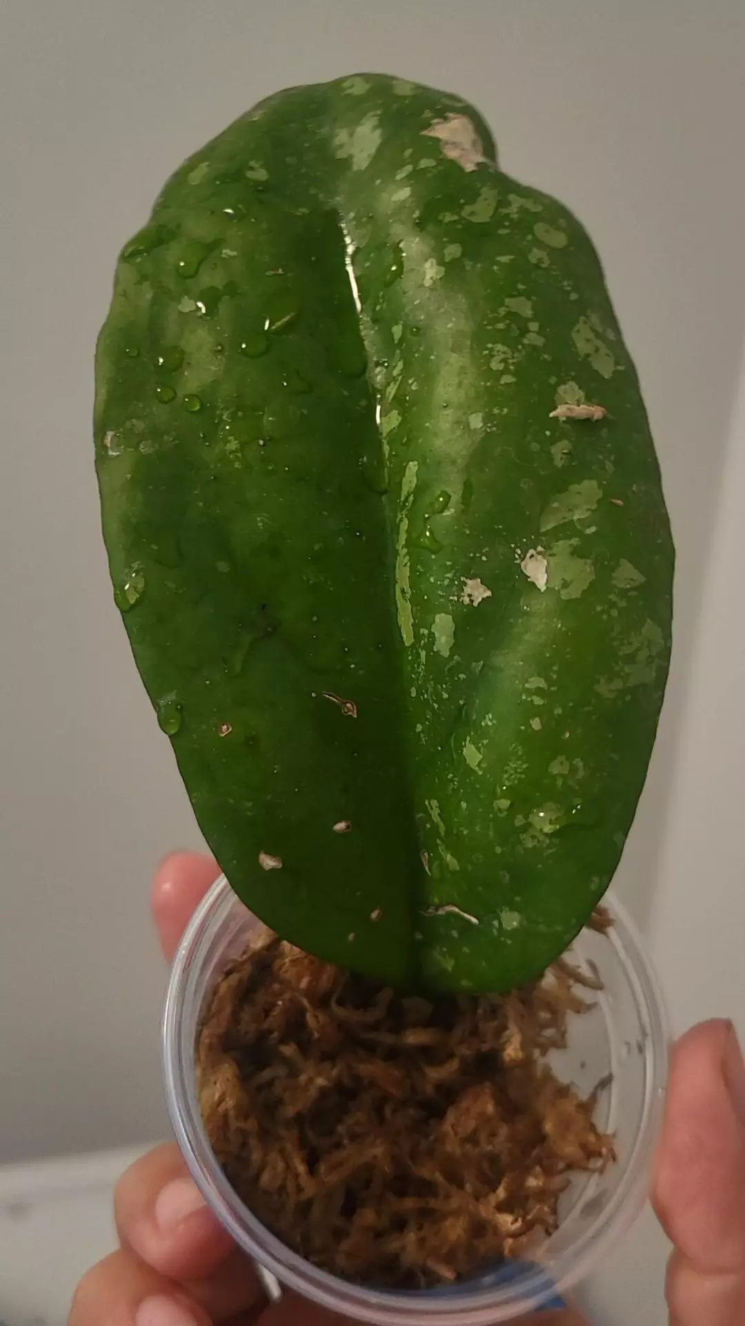 Hoya perfection ( huge leaves) thumbnail